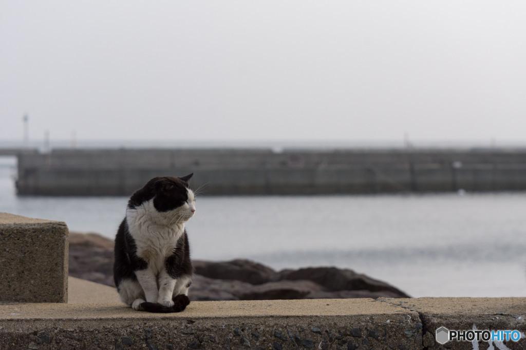 ボス。もやもや天気の海岸で。