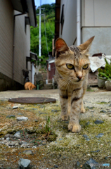お散歩ですニャ