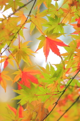 ♪撮りたかったｱ撮りたかったｱ撮りたかったァ、、、イエス！