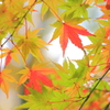 ♪撮りたかったｱ撮りたかったｱ撮りたかったァ、、、イエス！