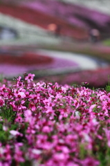 芝桜／雨