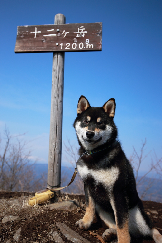 岳犬_十二ヶ岳zyuunigatake_1,200m