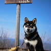 岳犬_十二ヶ岳zyuunigatake_1,200m