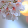 今年の桜をもう少し:1/3