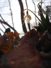 snowdrop in "f25"