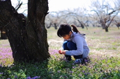 「梅林の中心でホトケノザを摘む」