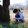 「梅林の中心でホトケノザを摘む」