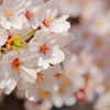 桜観音橋開通^^