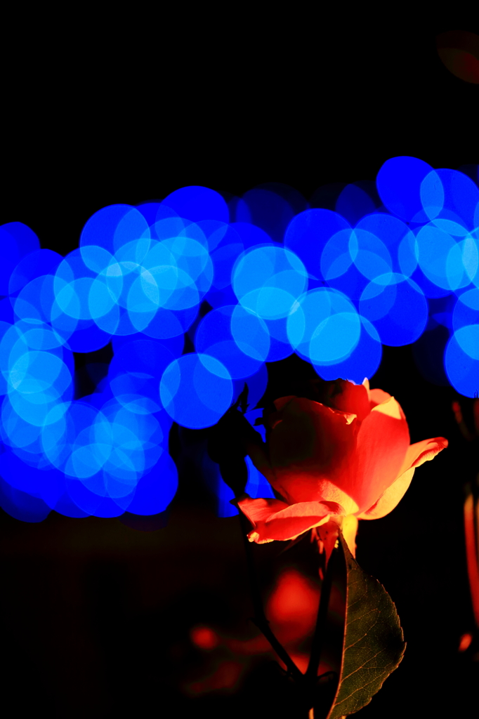 暖かい薔薇