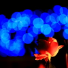 暖かい薔薇