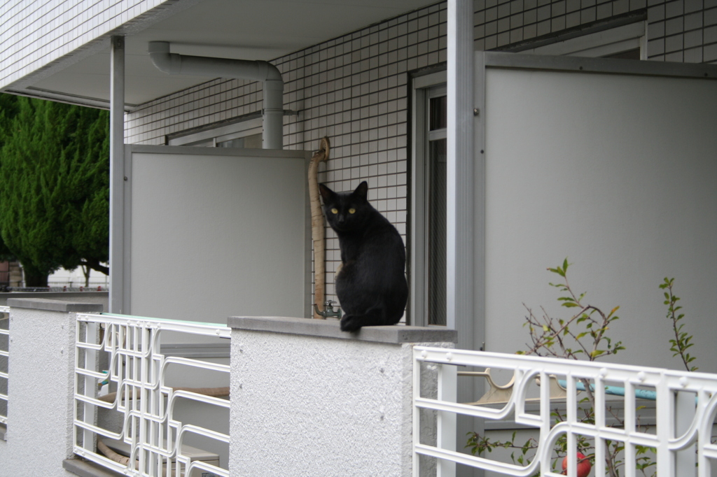 近所の黒猫さん