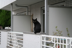 近所の黒猫さん