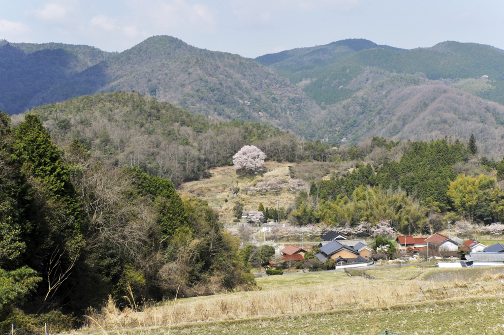 宿根の大桜