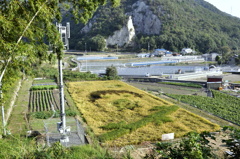 竹原　田んぼアート