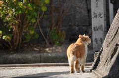 尾道