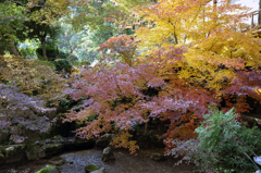 佛通寺の紅葉
