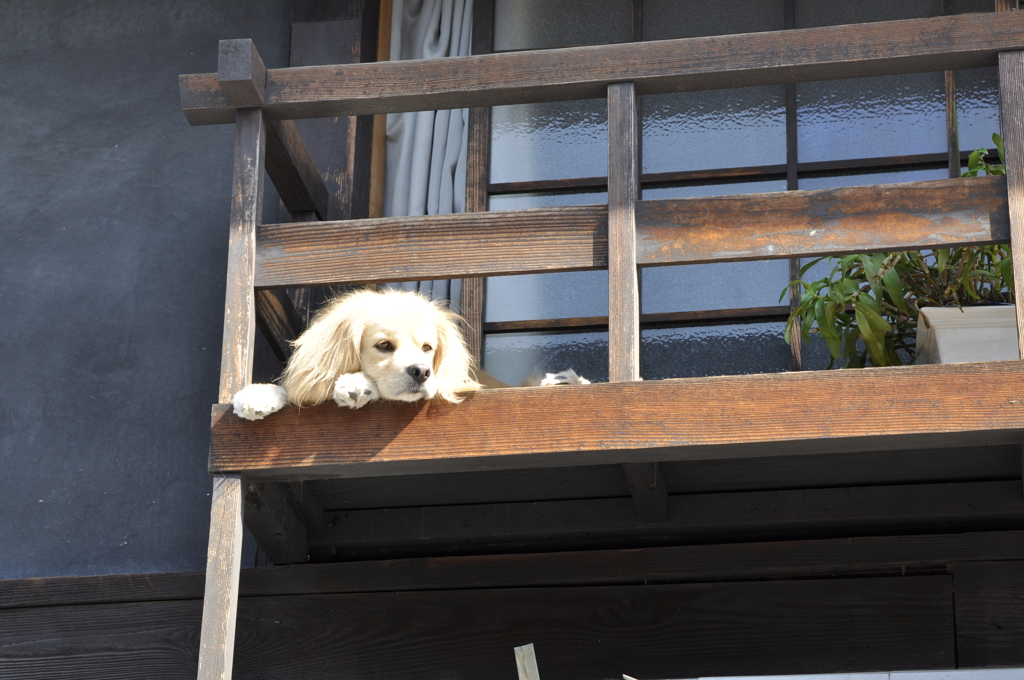 竹原