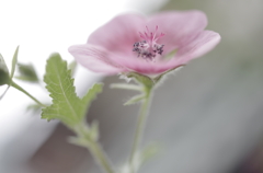 花一輪
