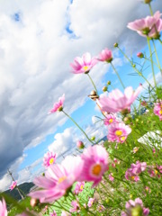 秋桜と海賊王