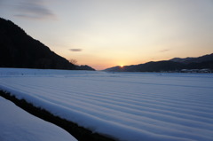 残雪