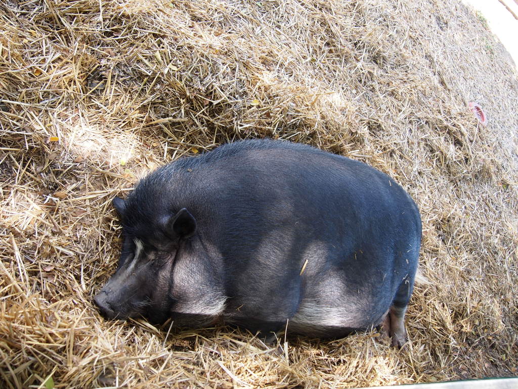 夢見るブタちゃん