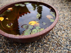 映りこむ