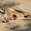 カンガルー