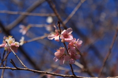 四季桜