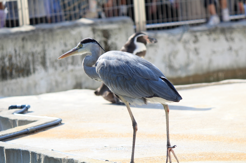 あ・・・あれ？