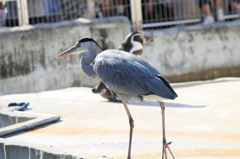 あ・・・あれ？