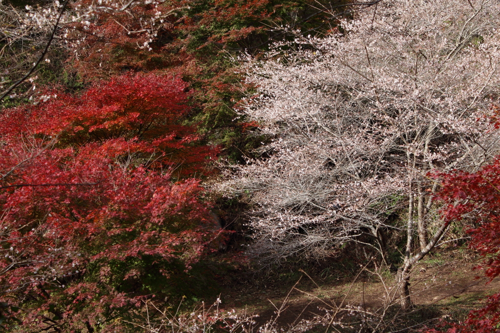 紅葉と桜