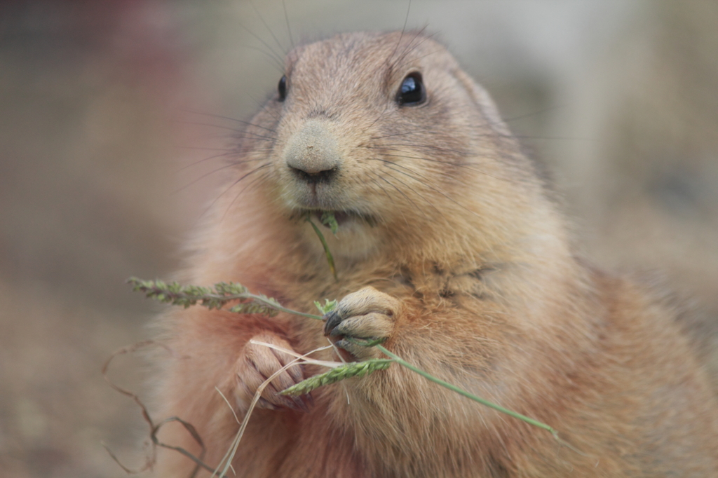 プレーリードック