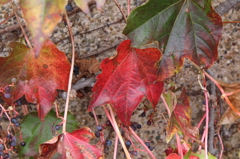 つたのはっぱもまっかだな♪