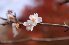 四季桜