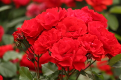 IMG_6007　フロランジェ