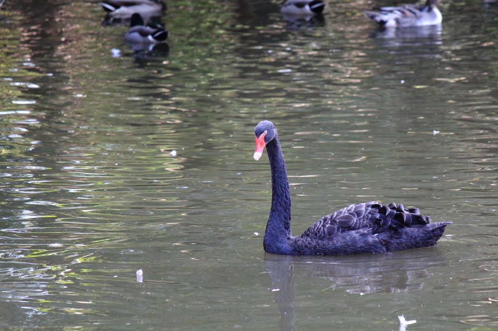 ブラックスワン？