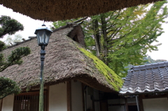 屋根の苔