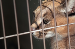 物憂げなカラカル