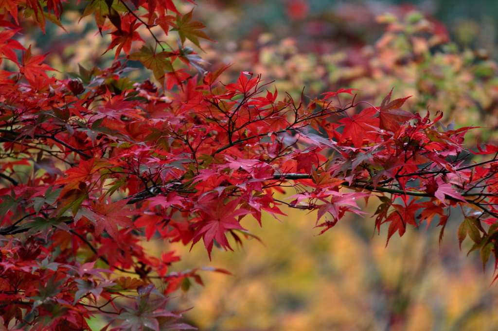 やっと見つけた紅葉
