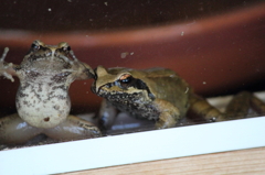 ワンと鳴くらしい