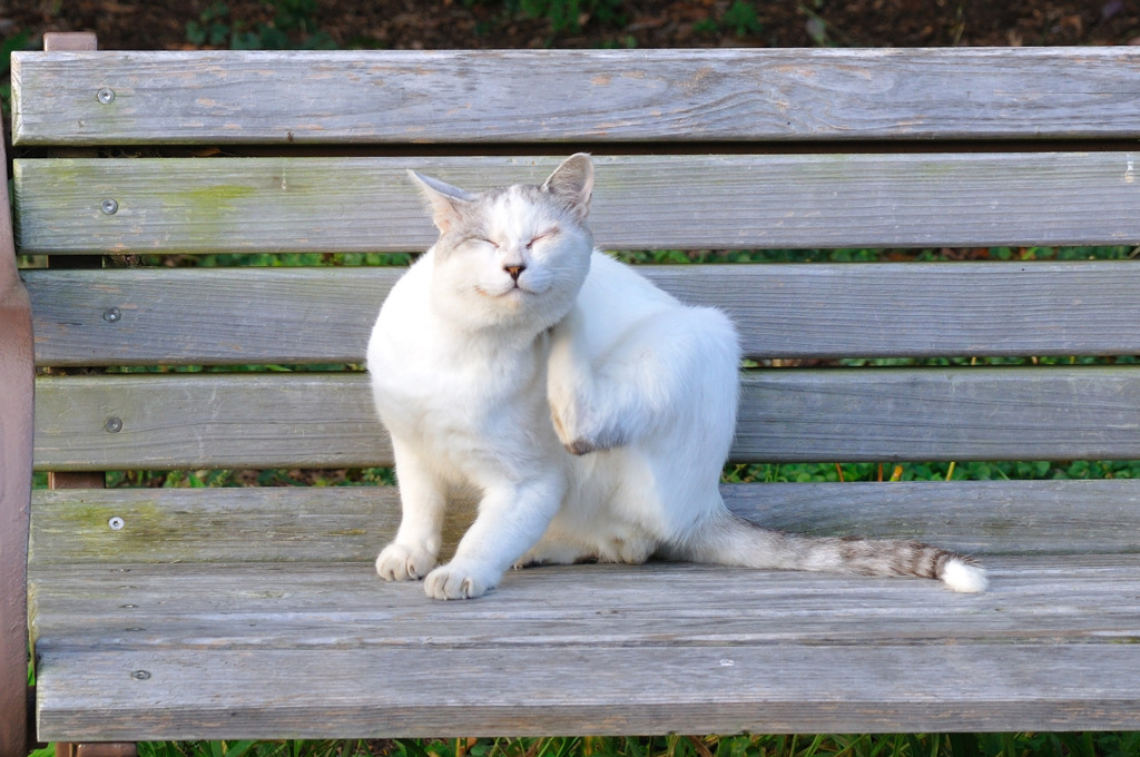 葛西臨海公園の野良猫