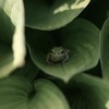 ここにいるよ