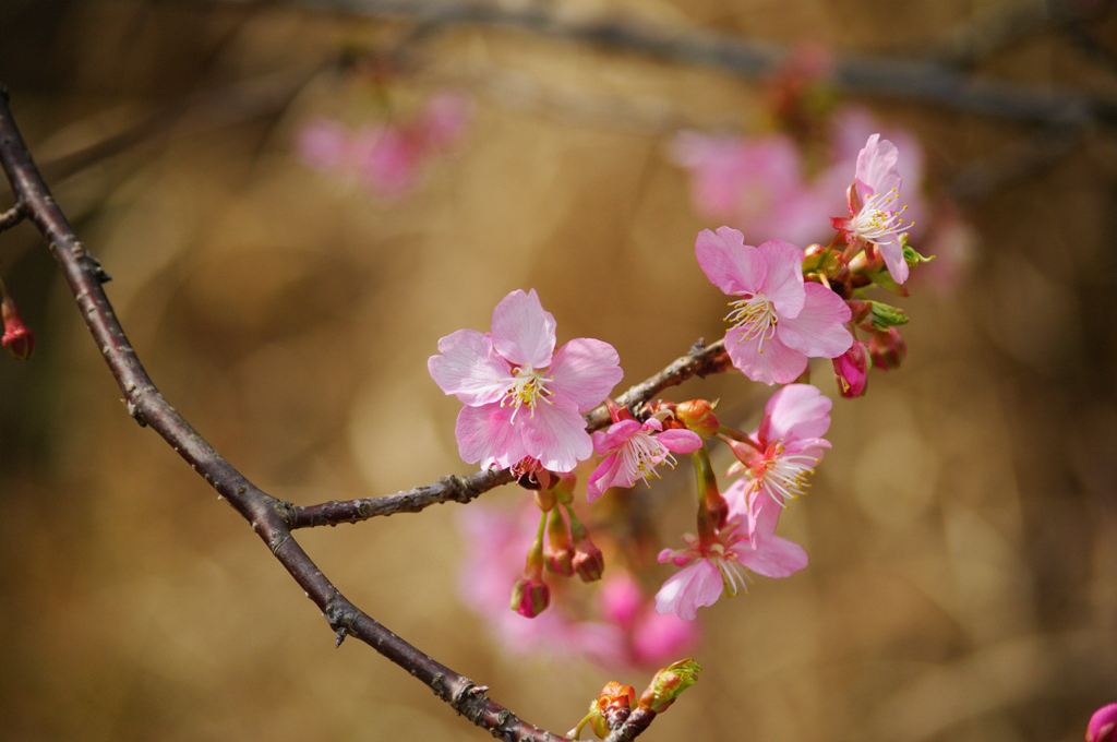 早咲きの桜