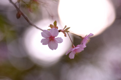 山桜