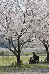 桜の木の下で