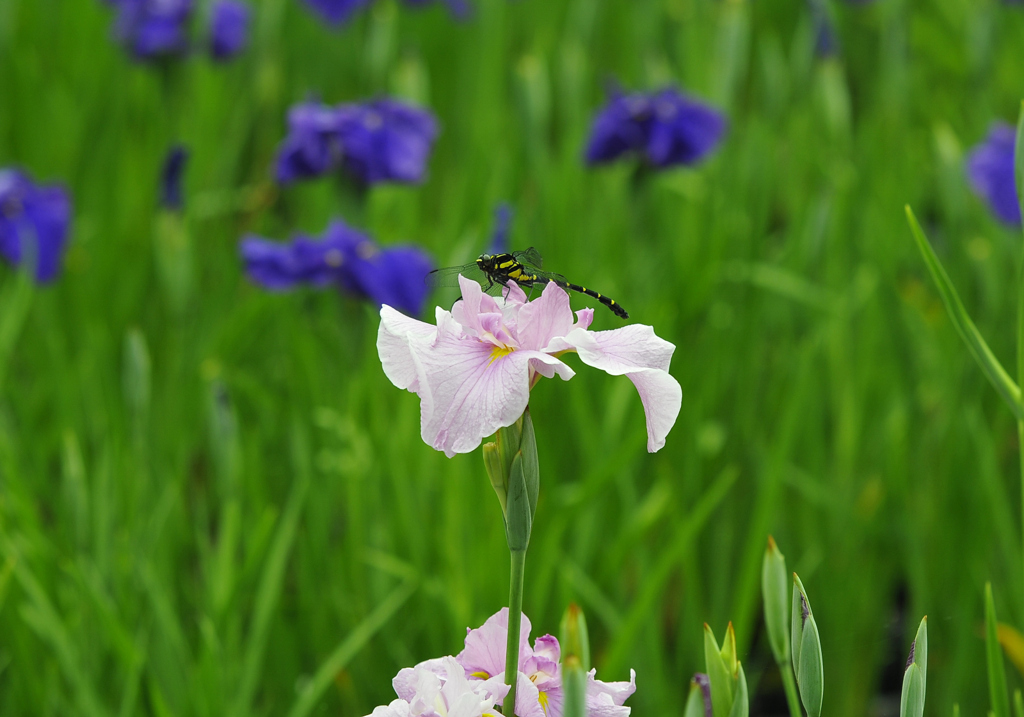 花菖蒲とオニヤンマ