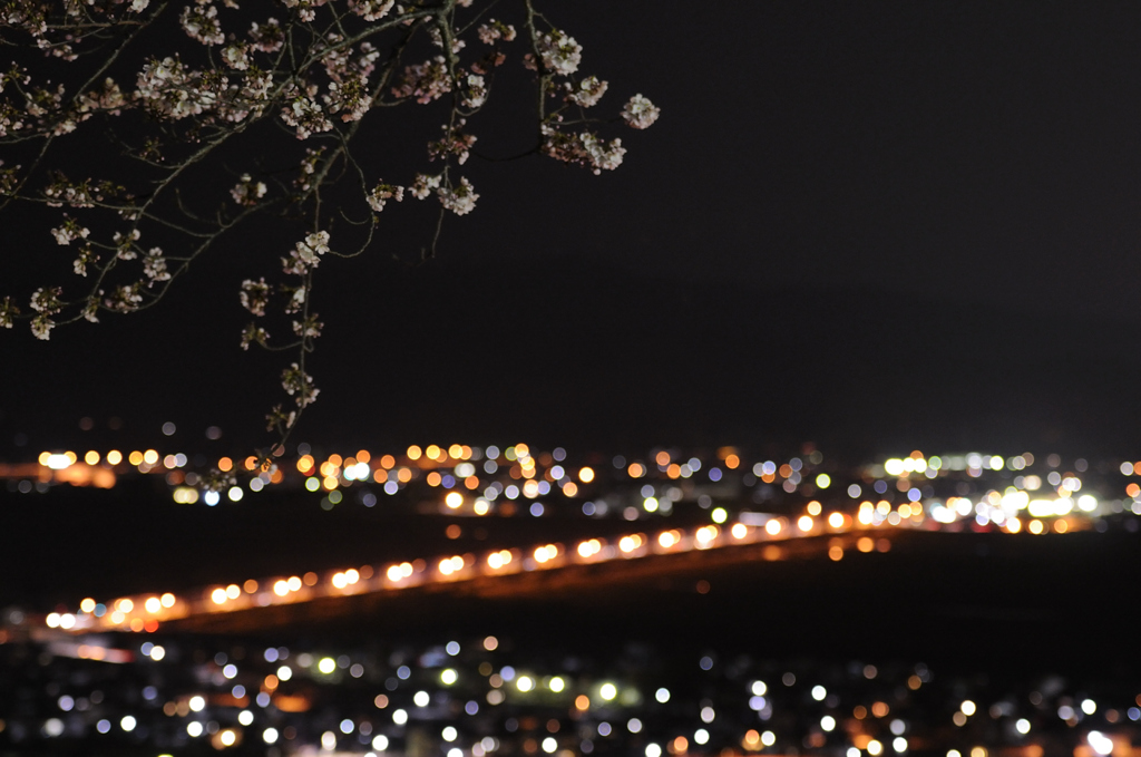 夜桜