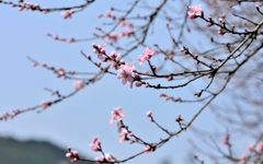 桜咲く