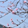 桜咲く