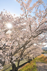 桜満開
